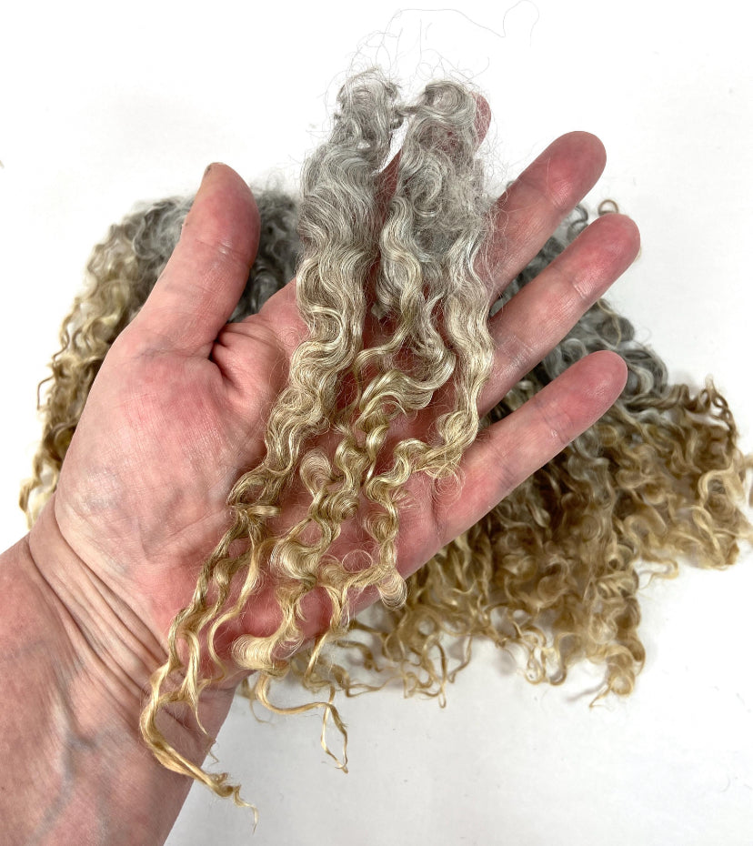 Undyed Long Natural Gray Wensleydale locks, 1.1 oz, clean, separated, spinning, felting, fiber art, doll hair, nuno, lockspun yarn, 0725-05