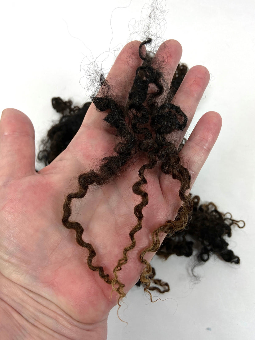 Undyed Long Dark Gray Brown Wensleydale locks, 1 oz, clean, separated, spinning, felting, fiber art, doll hair, nuno, lockspun yarn, 0618-04