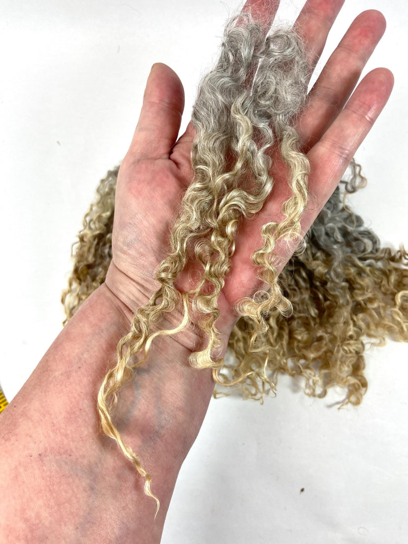 Undyed Long Natural Gray Wensleydale locks, 1.1 oz, clean, separated, spinning, felting, fiber art, doll hair, nuno, lockspun yarn, 0725-05
