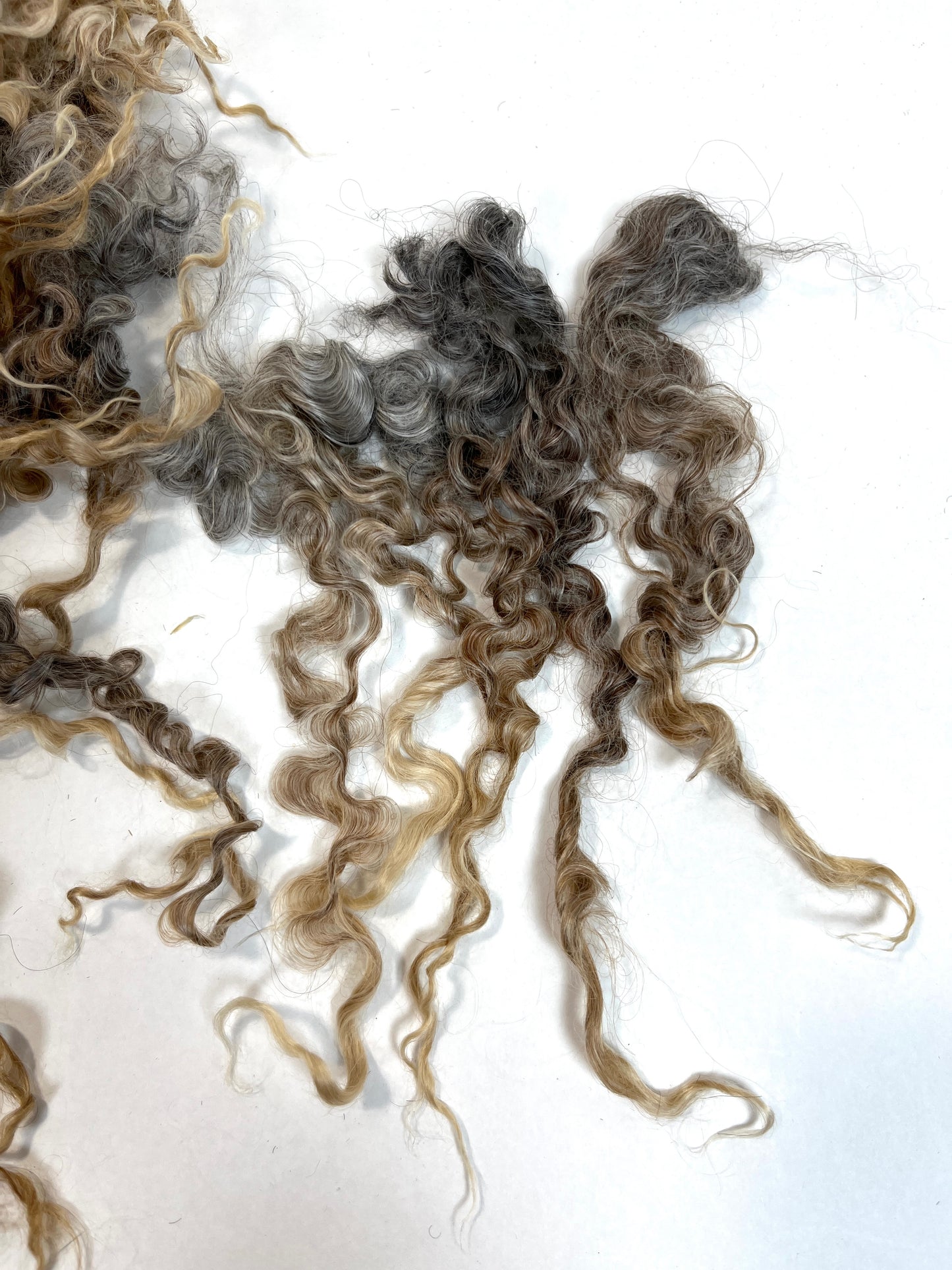 Undyed Long Gray Wensleydale locks, 1.3 ounces, clean, separated, spinning, felting, fiber art, doll hair, nuno, lockspun yarn, 0311-01