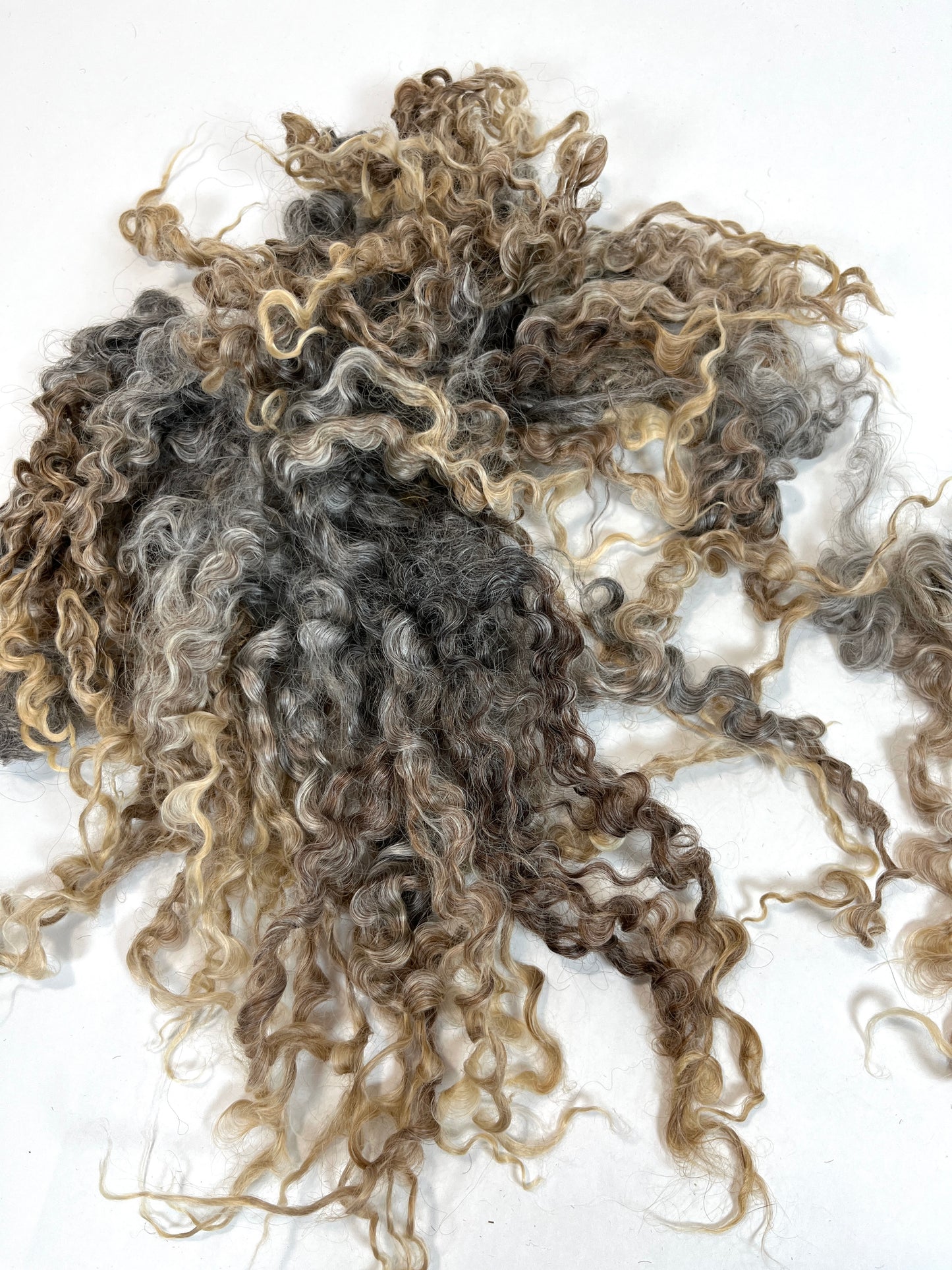 Undyed Long Gray Wensleydale locks, 1.3 ounces, clean, separated, spinning, felting, fiber art, doll hair, nuno, lockspun yarn, 0311-01