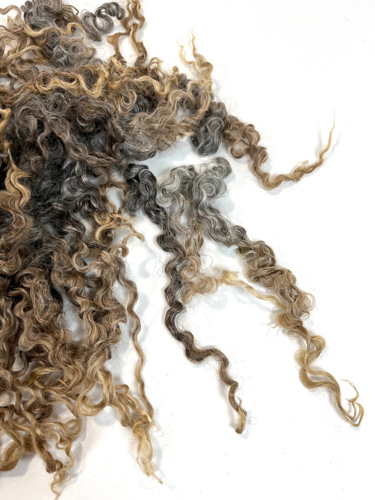 Undyed Long Gray Wensleydale locks, 1.3 ounces, clean, separated, spinning, felting, fiber art, doll hair, nuno, lockspun yarn, 0311-02