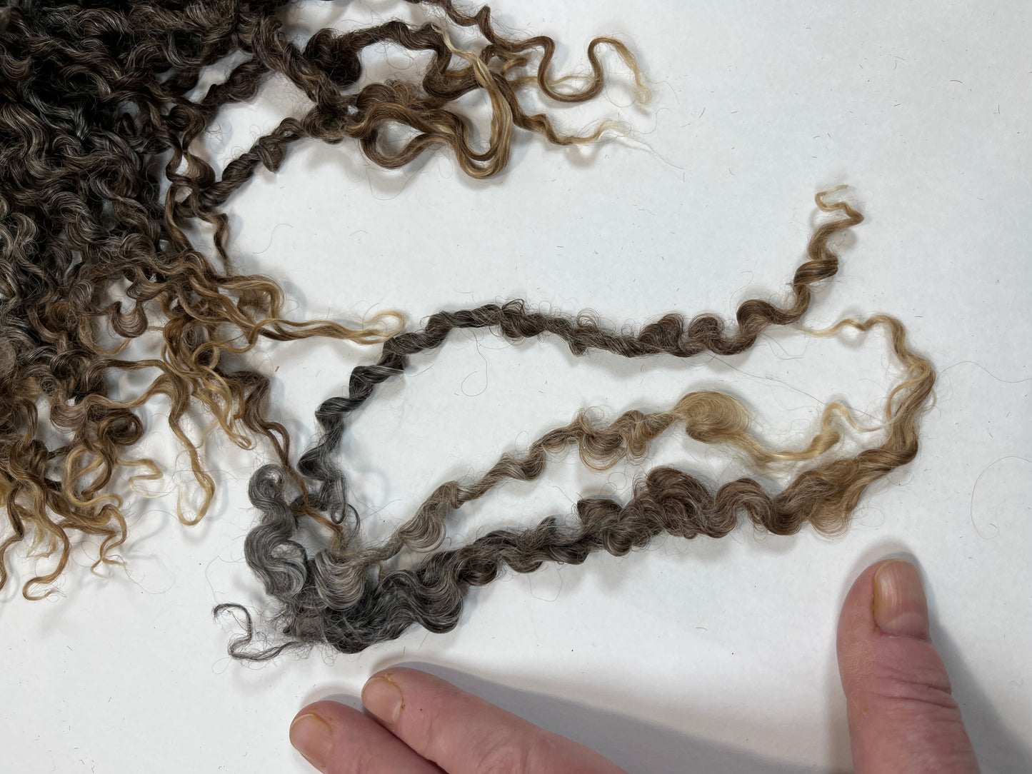 Undyed Long Gray Wensleydale locks, 2 ounces, clean, separated, spinning, felting, fiber art, doll hair, nuno, lockspun yarn, 0311-05