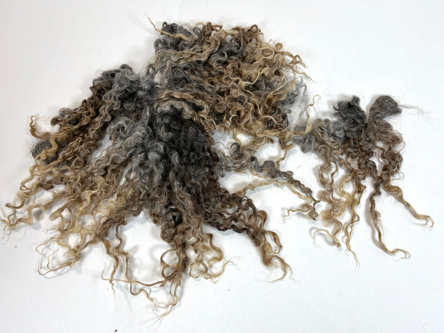 Undyed Long Gray Wensleydale locks, 1.3 ounces, clean, separated, spinning, felting, fiber art, doll hair, nuno, lockspun yarn, 0311-01