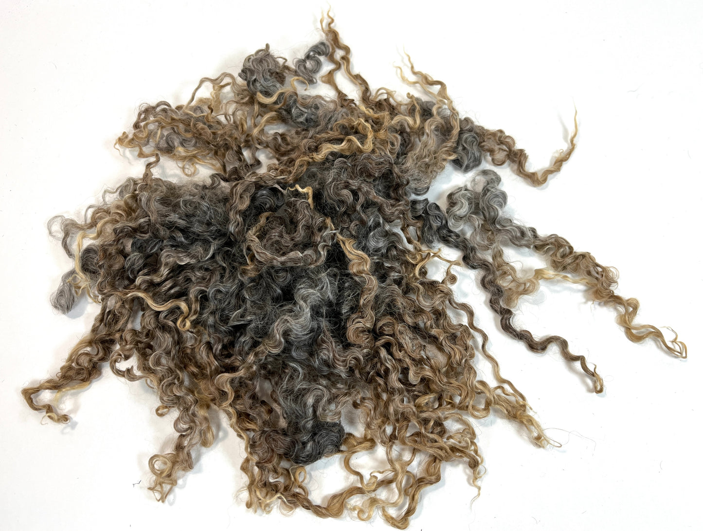 Undyed Long Gray Wensleydale locks, 1.3 ounces, clean, separated, spinning, felting, fiber art, doll hair, nuno, lockspun yarn, 0311-02