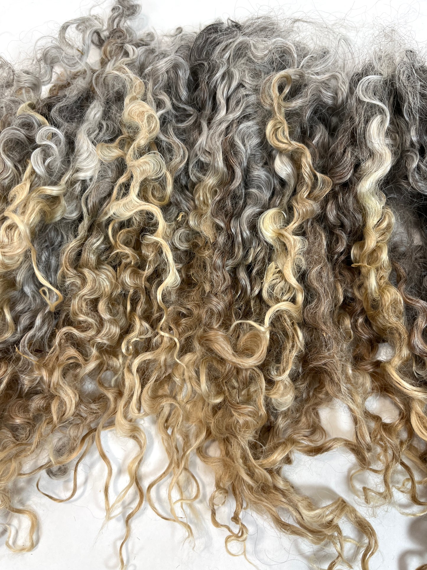 Undyed Long Gray Wensleydale locks, 1.5 ounces, clean, separated, spinning, felting, fiber art, doll hair, nuno, lockspun yarn, 0311-03