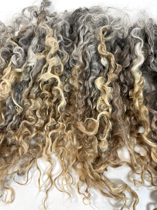 Undyed Long Gray Wensleydale locks, 1.5 ounces, clean, separated, spinning, felting, fiber art, doll hair, nuno, lockspun yarn, 0311-03