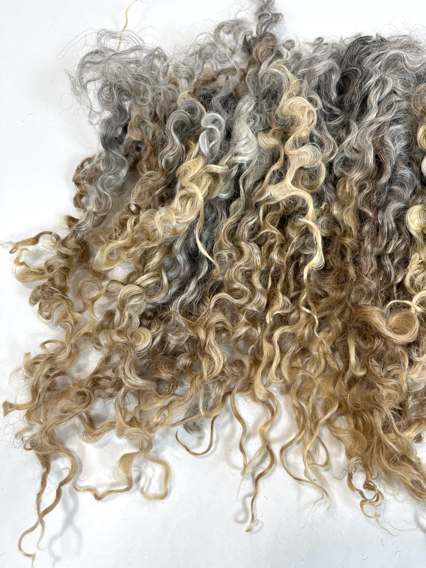 Undyed Long Gray Wensleydale locks, 1.5 ounces, clean, separated, spinning, felting, fiber art, doll hair, nuno, lockspun yarn, 0311-03