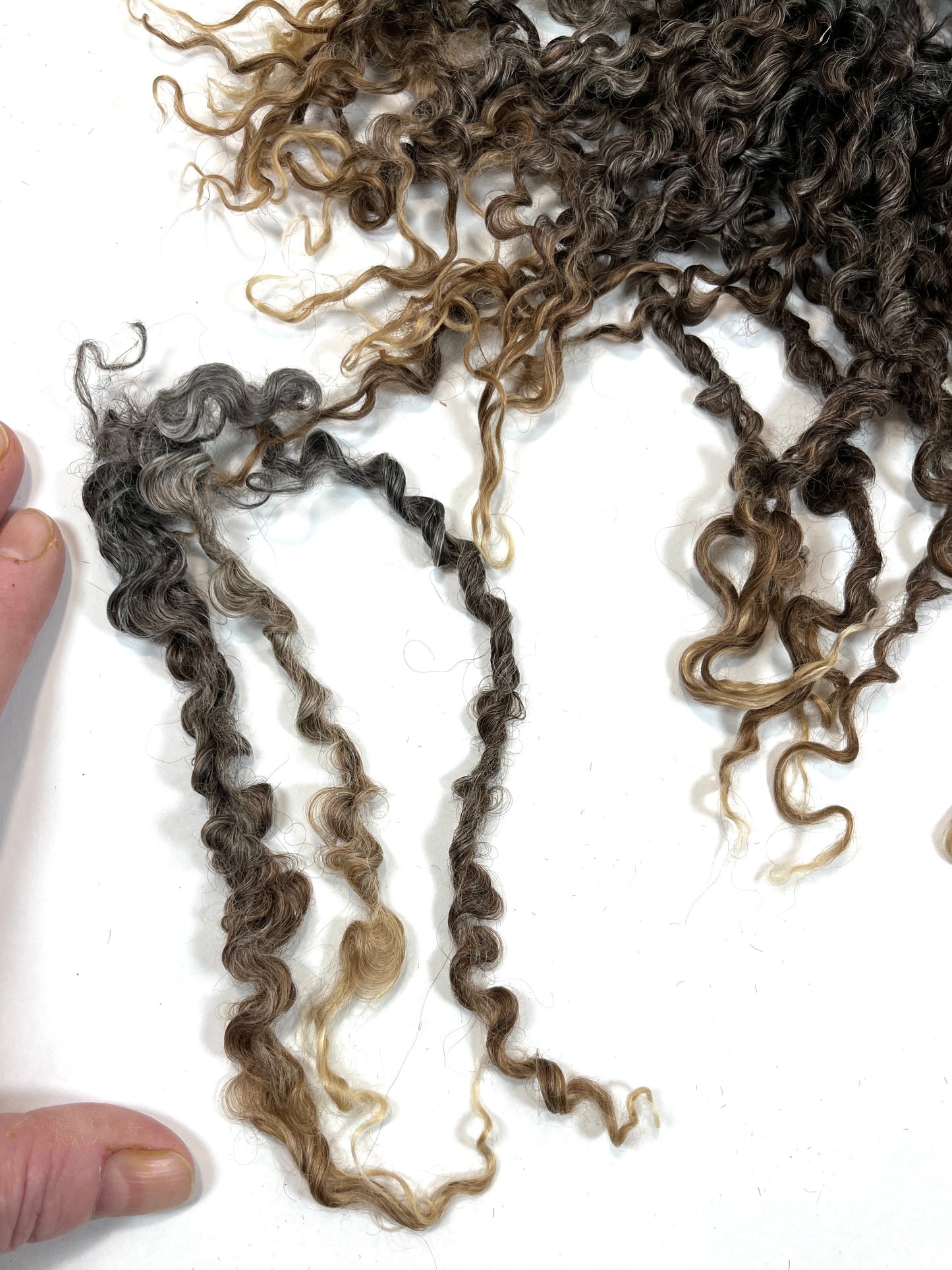 Undyed Long Gray Wensleydale locks, 2 ounces, clean, separated, spinning, felting, fiber art, doll hair, nuno, lockspun yarn, 0311-05